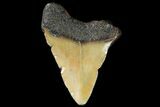 Bargain, Juvenile Megalodon Tooth - Georgia #115628-1